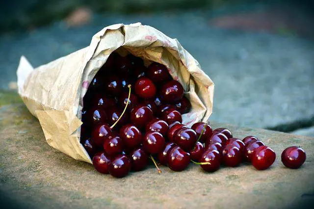 Ciliegie, proprietà e benefici di questo frutto gustoso