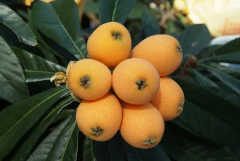 Nespole: i dolci frutti dalle tante proprietà benefiche