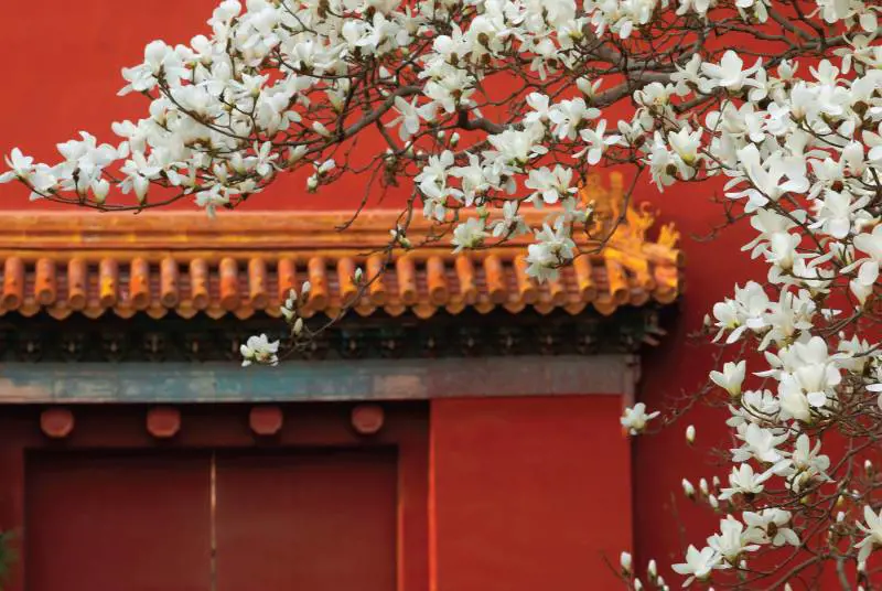 Tutta la vita diviso 24: l'antico calendario agricolo della Cina