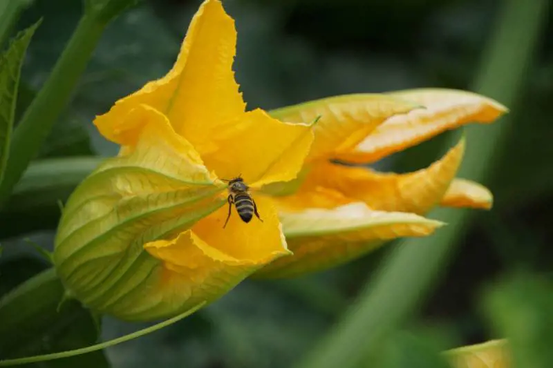 Fiori di zucca, proprietà e benefici per la salute