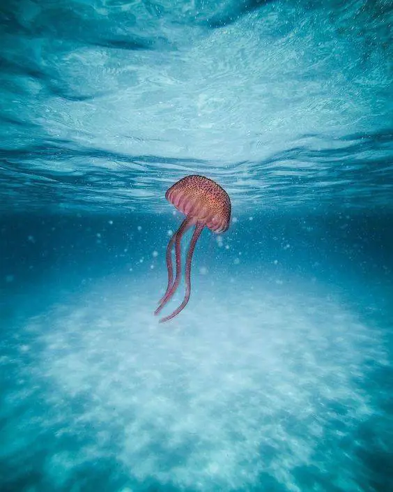 Allarme meduse sullo Ionio. "Ecco perché aumentano"