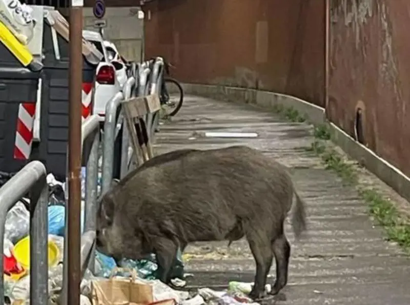 "Da noi cani e porci". La frecciata di Mentana a La7