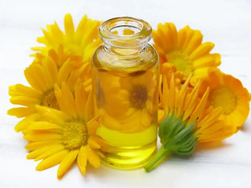 Calendula, alleata di bellezza della pelle in estate e non solo