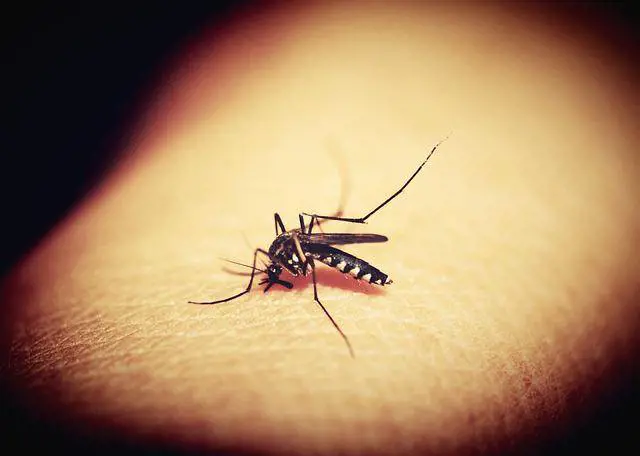 Punture di insetti, come trattarle con i rimedi naturali