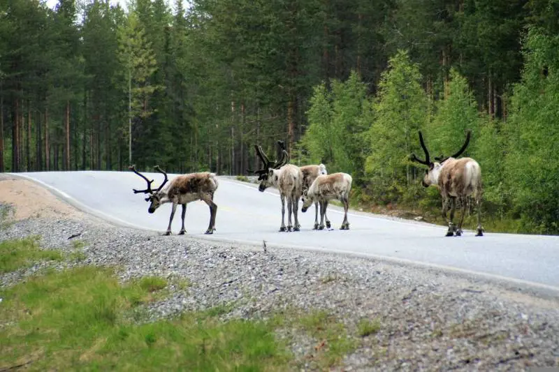 Strade killer e animali selvatici, storie di pericoli e salvataggi