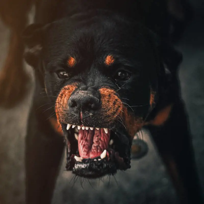 Sfondano la porta e la aggrediscono, 62enne sbranata dai rottweiler del vicino