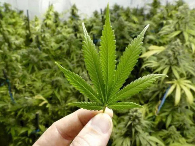 Incassa il reddito di cittadinanza e coltiva marijuana nella casa popolare