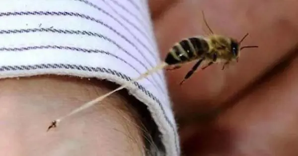 Una puntura ha ucciso un uomo senza lasciargli scampo
