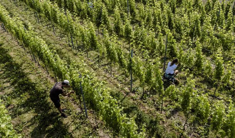 Ora i francesi hanno il bicchiere mezzo vuoto. Dall'Europa 200 milioni per distruggere il vino