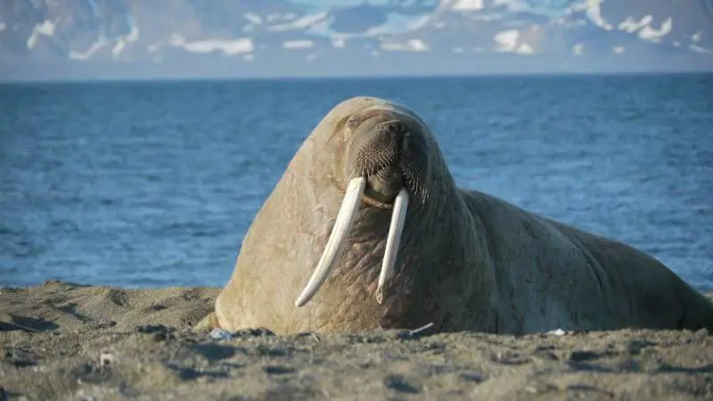 La "tricheca" mascotte di Oslo rischia di essere uccisa