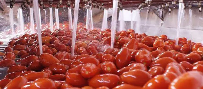 "Serve un piano Marshall per salvare il pomodoro"