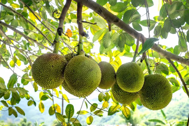 Albero del pane, tutti i segreti di questo superfood