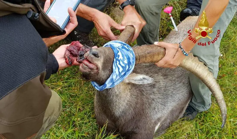 Latta di tonno ingoiata: stambecco rischia la morte