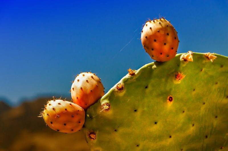 fichi cactus