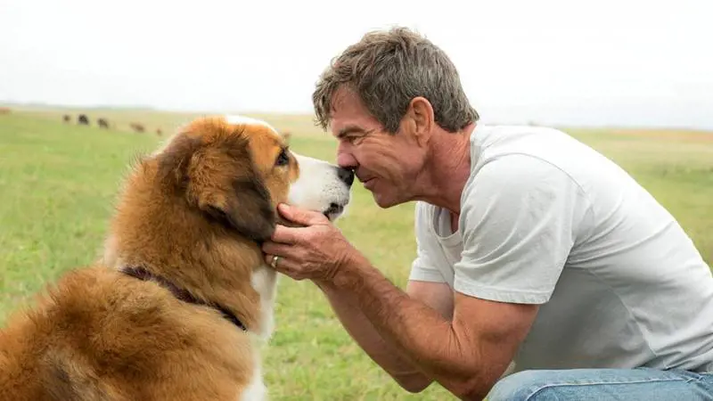 Qua la zampa, cancellata la premiere per abuso sui cani