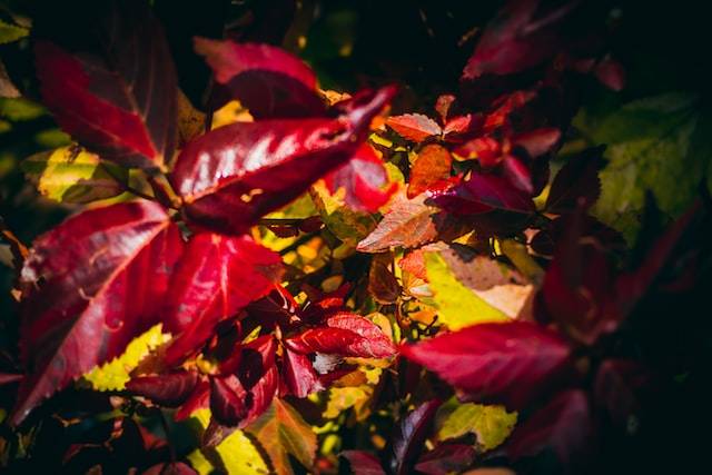 Colori intensi del foliage