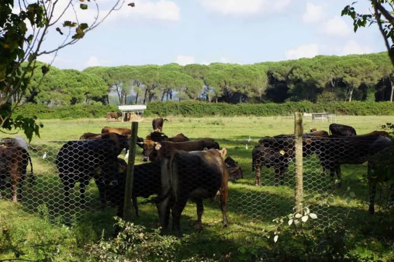 Parcosanrossore.org