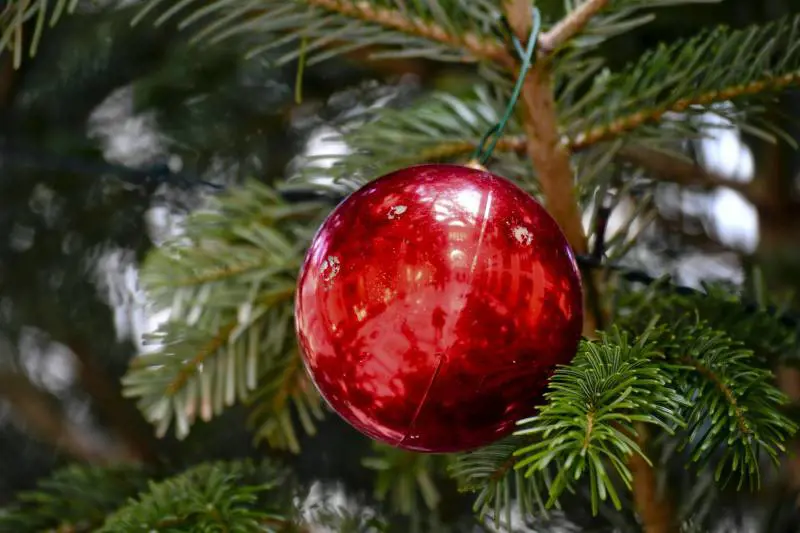 Tentano di rubare albero di Natale, sei minori nei guai
