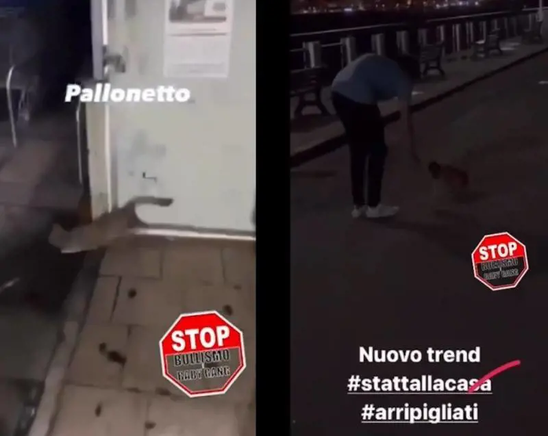 Gatti presi a calci per divertimento, l'orrore dei giovani sul web