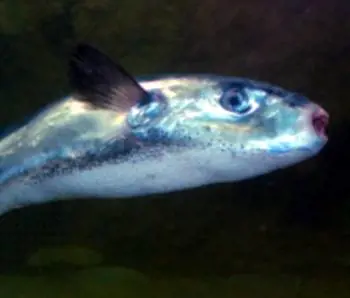 "Più mortale del cianuro". Scoperto il pesce killer