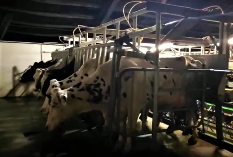 Animali decapitati e mutilati, la paura dei rituali satanici o del maniaco