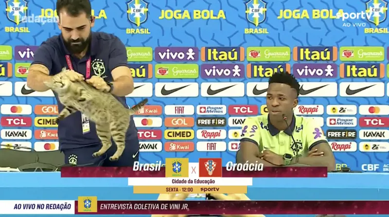Il gatto interrompe la conferenza e viene lanciato via: il gesto choc