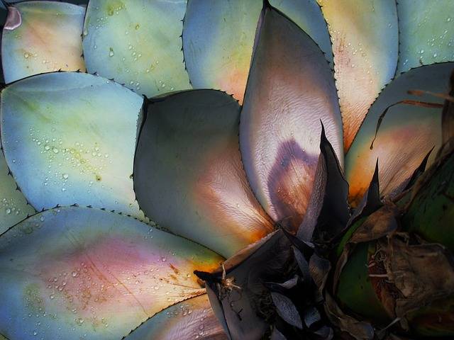 Agave