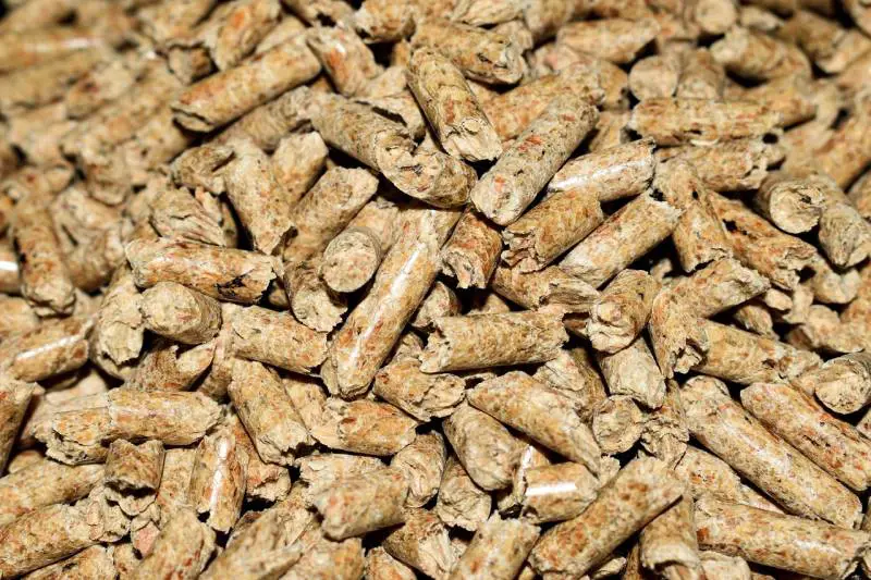 Pellet contaminato, allarme per il coleottero che attacca gli abeti rossi