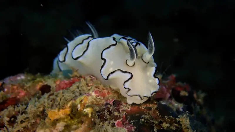 Esperimenti ambientali fallimentari: i casi Biosphere 2 e Osborne Reef