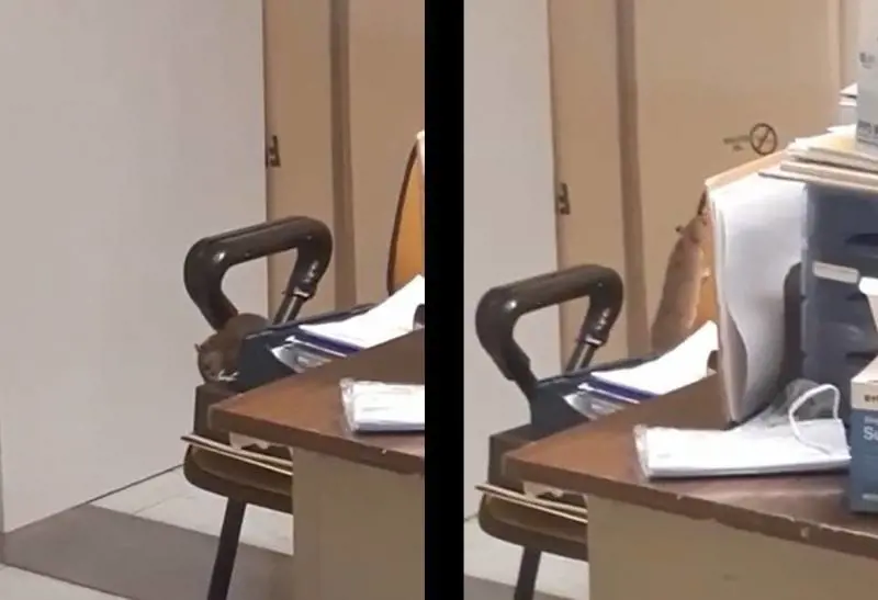 Topi in corsia nel reparto Oncologico: è bufera a Cagliari