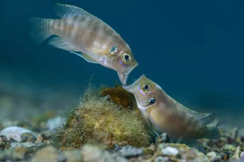 Bellezza e forza della natura in 100 scatti: a Milano “Wildlife Photographer of The Year”
