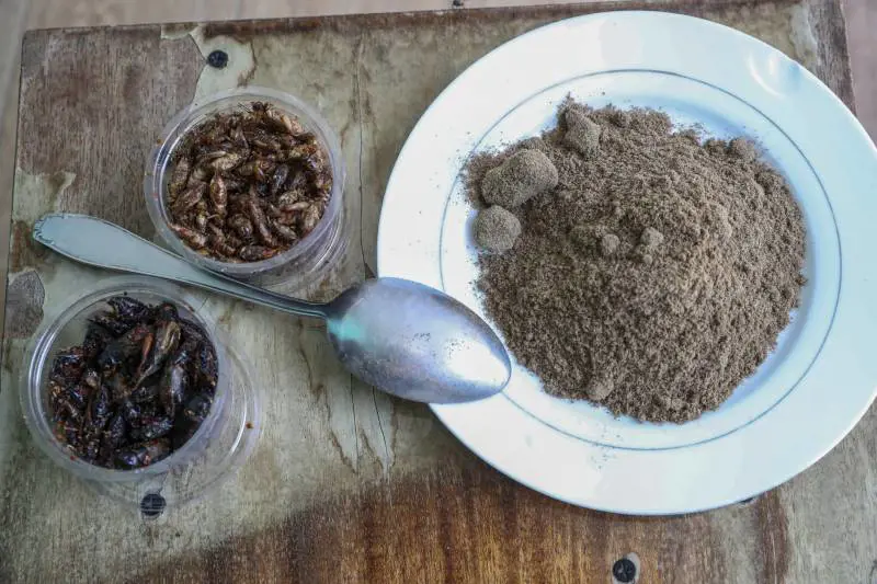 Gli insetti arrivano al supermercato. "Un attacco alla dieta mediterranea"