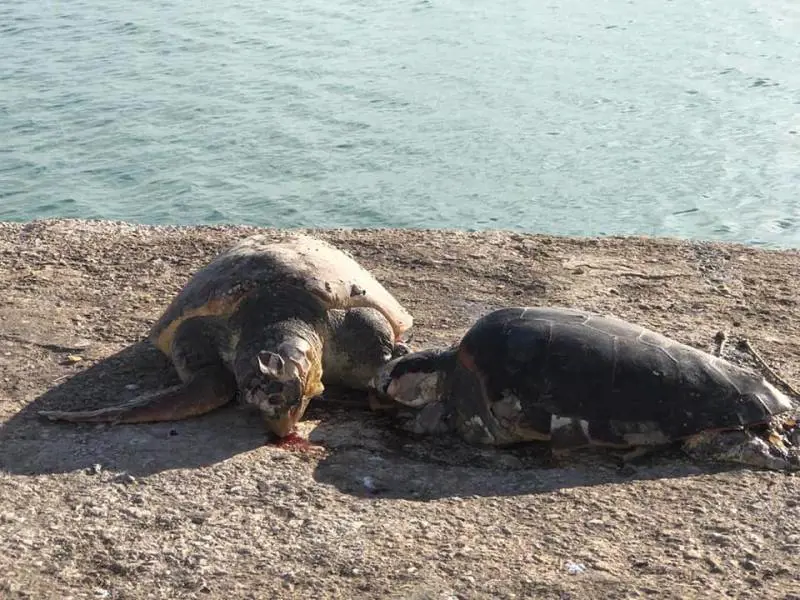 "Legate e fatte annegare". Caccia al killer seriale di tartarughe