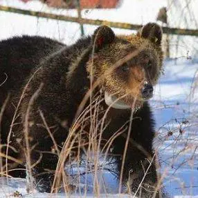 Investito l'orso "mascotte" del Parco nazionale d'Abruzzo: "È morto" 