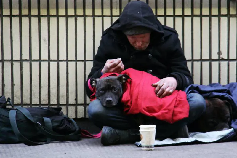 Cani da elemosina. Il racket impunito
