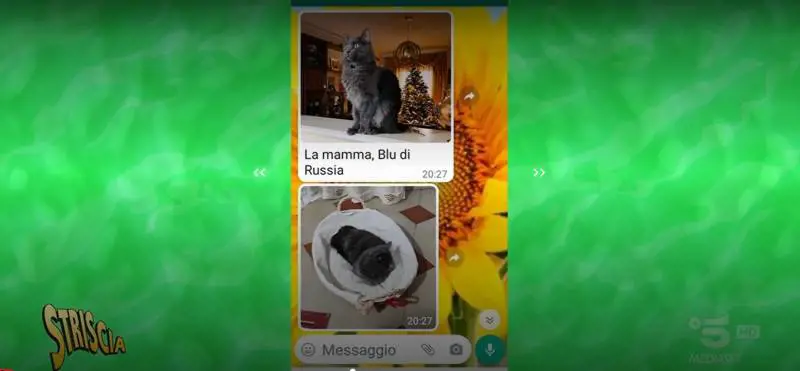 Si faceva regalare gatti per rivenderli, Striscia la Notizia smaschera la truffatrice