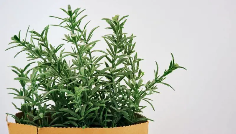 Come preparare l'olio di rosmarino fai da te