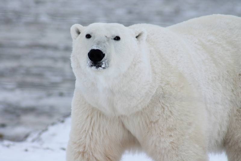 Il "segreto" dell’orso polare: così resiste a temperature sotto zero