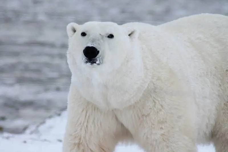 Il "segreto" dell’orso polare: così resiste a temperature sotto zero