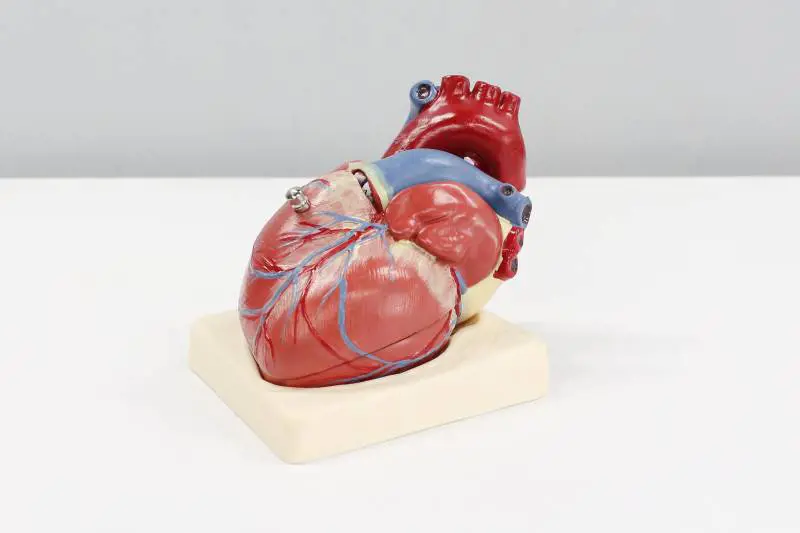 Cos'è il raro tumore al cuore di cui soffre Sofia Sacchitelli