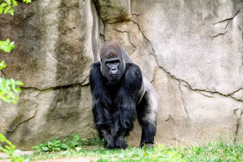 Le giravolte sui rami. La ricerca dello sballo è nata già con i gorilla