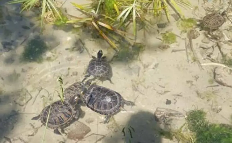 Tartarughe al posto dei palloni: lo scempio in un parco di Roma