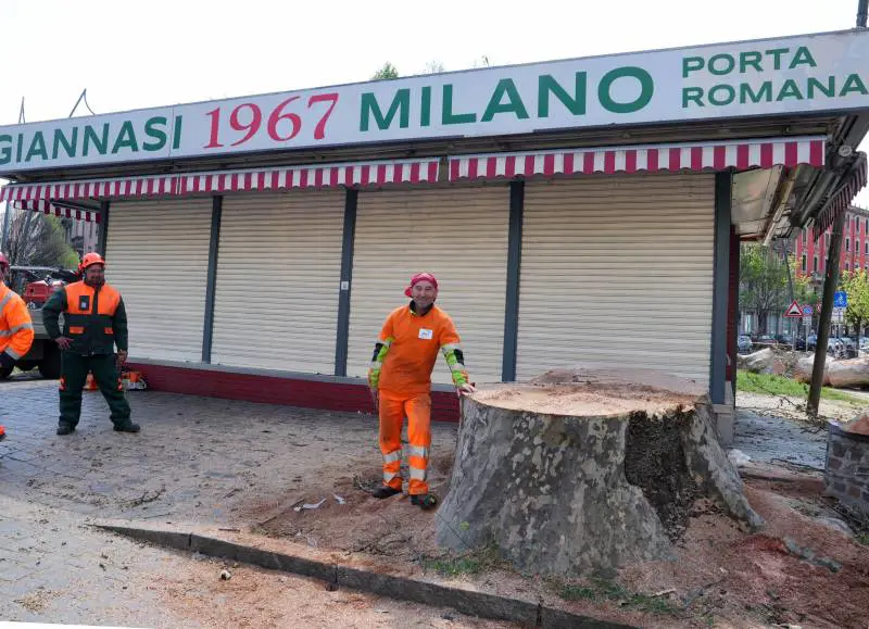 Addio al platano di "Giannasi". E 20mila firme per il glicine