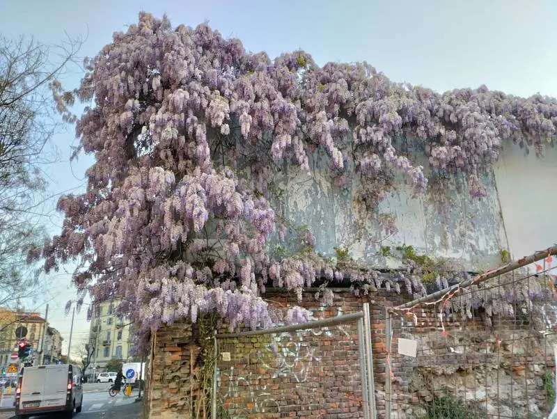 Milano, l'appello dei cittadini a Sala per salvare il glicine di piazza Baiamonti