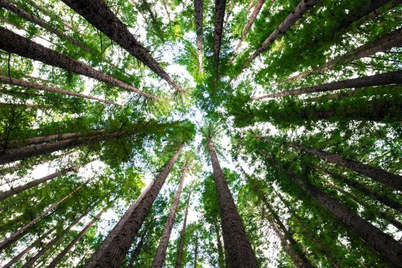 Ripiantati entro fine anno gli alberi caduti nel 2023 (e più resistenti al clima)