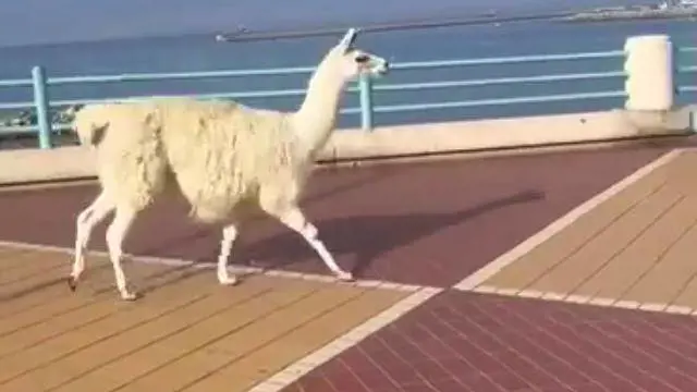 Show animalista in difesa degli orsi. A Genova liberano un lama dal circo