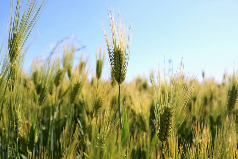 Consorzi agrari d'Italia, tornano Le Giornate in Campo. L’appuntamento per misurare lo stato di salute dei più importanti cereali d’Italia