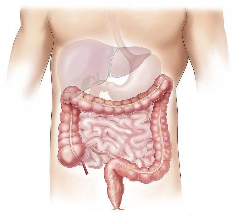 Cirrosi epatica, cause, sintomi e cure della malattia del fegato