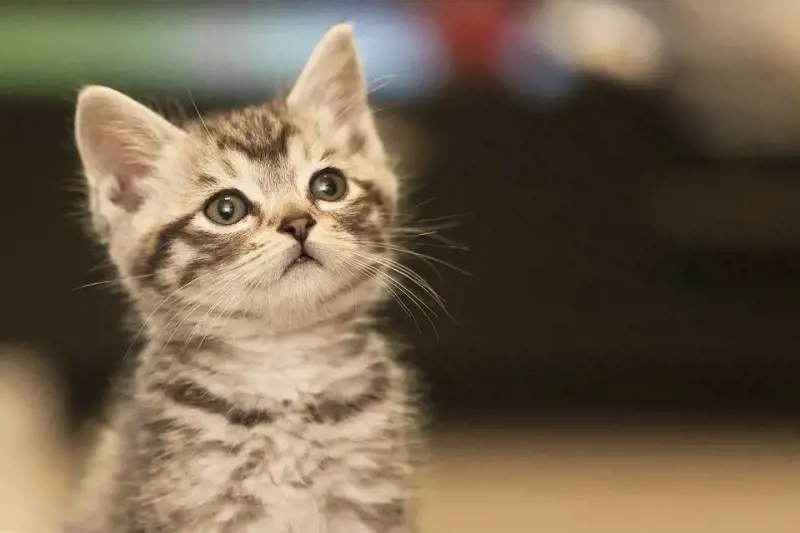 Animali domestici e condomini: controversie e soluzioni