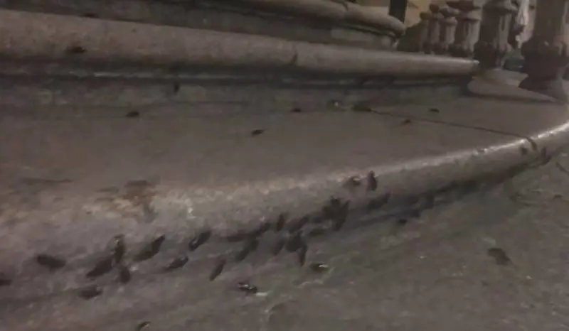 "Da voltastomaco", le blatte invadono Milano: una situazione da brivido